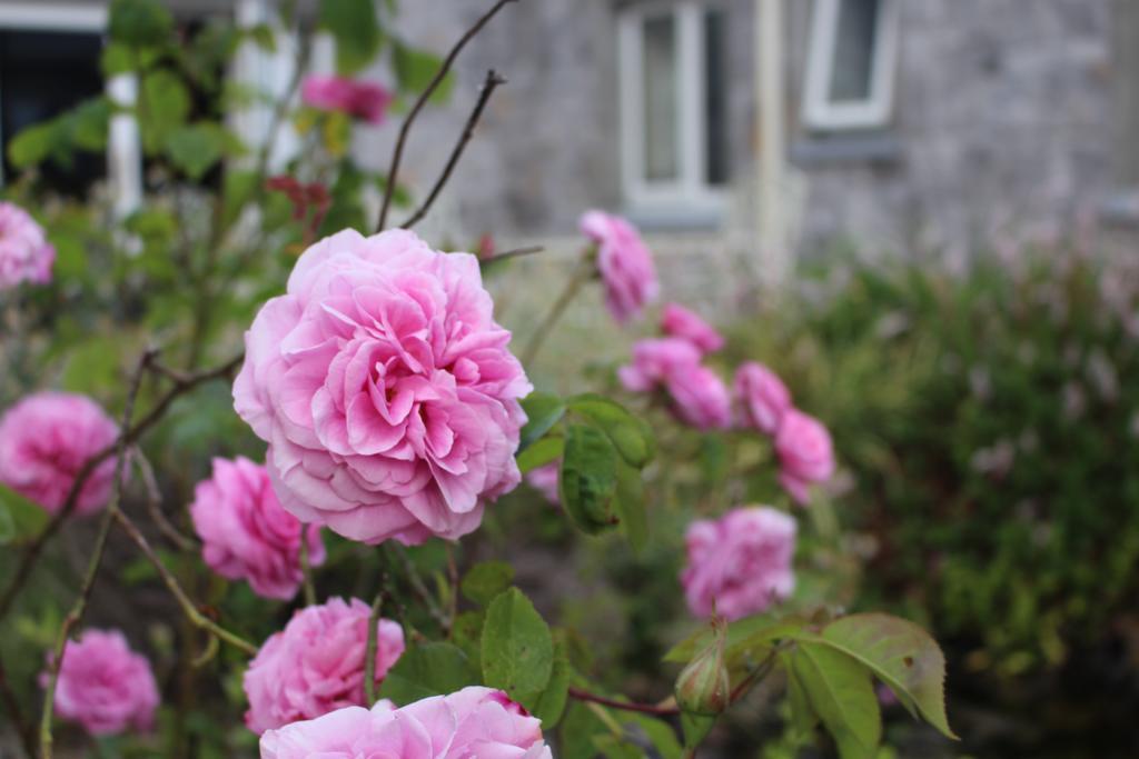 Forest Park House B&B Boyle Buitenkant foto